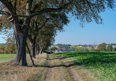 Tour Zu Fuß Allhaming - Rundwanderweg Laimgräben - Photo