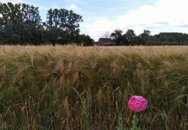Trail Walking Zwalm - Ommetje Ter Biestmolen - Photo