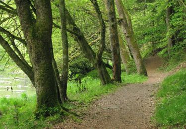 Randonnée A pied Salzweg - Naturlehrpfad Halser Ilzschleifen - Runde 2 - Photo