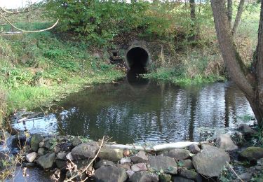 Randonnée A pied Neuhütten - Schwarzer Keiler, Rundwanderweg Neuhütten - Photo