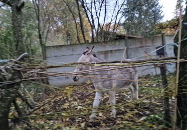 Randonnée Marche Conflans-sur-Loing - Conflan sur loing 45 - Photo