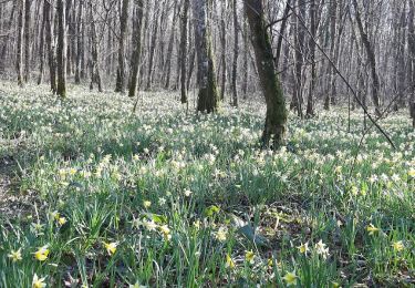 Tocht Stappen Melz-sur-Seine - BLUNAY, FORÊT DOMANIALE - Photo