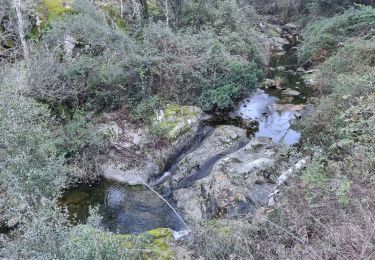 Tour Wandern Collobrières - La Verne - Cèdres de Ragusse by DAL - Photo