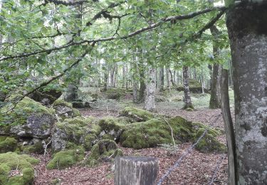 Excursión A pie Urbasa - Ruta del Hayedo Encantado - Photo