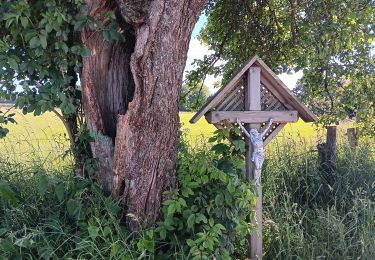 Tour Wandern Vielsalm - fraiture - plateau des tailles  - Photo