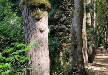 Trail Walking Bougival - Bougival-Saint-cucufa reel - Photo