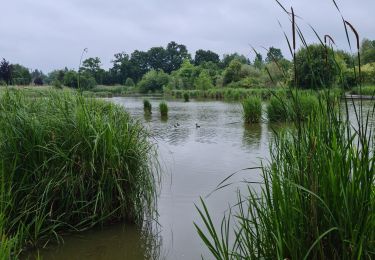 Randonnée Course à pied Dol-de-Bretagne - plan d eau dol - Photo