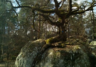 Tocht Stappen Fontainebleau - L'épine et la mare aux évés - Photo