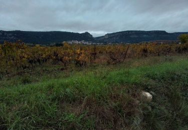 Excursión Senderismo Corconne - Corconne vignes garrigue oliveraies  - Photo