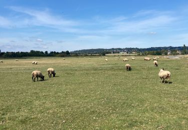 Tour Wandern Pontaubault -  Pontaubault - Roche de Thorin  - Photo