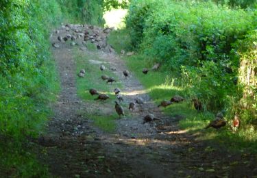 Tour Zu Fuß Clavier - WandArdNat 14:Pailhe, een bosreservaat op een heuvel (PVDB) - Photo