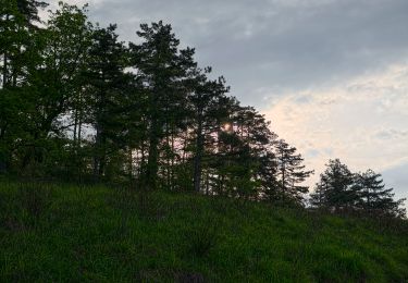 Tour Zu Fuß Colli Verdi - IT-30 - Photo