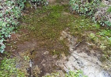 Trail Walking Moussy - Moussy - Photo