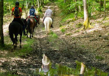 Randonnée Cheval Libin - Chevauchée des vallées sauvages  - Photo