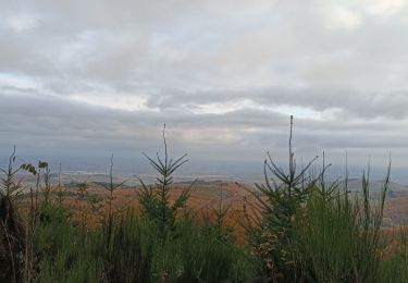 Tocht Stappen Cenves - circuit les bois  - Photo