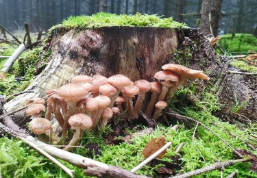 Trail On foot Wernigerode - Wanderweg Drei Annen Hohne - Schierke - Photo