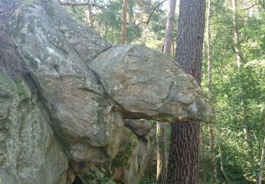 Tour Wandern Fontainebleau - 190710 salamandre  - Photo