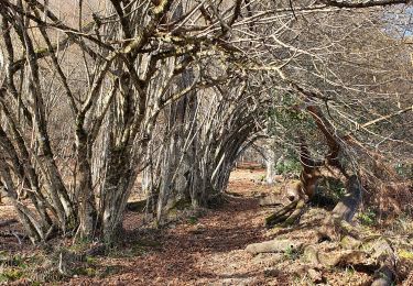 Tocht Stappen Salsein - Cabane et pic de l'Arraing depuis Salsein - Photo