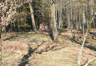 Tour Wandern La Roche-en-Ardenne - Samrée  - Photo