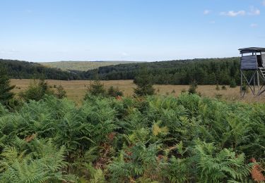 Tour Wandern Saint-Hubert - monument roi albert - Photo