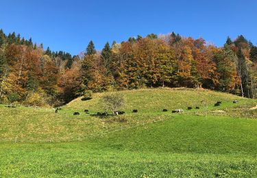 Excursión A pie Fischenthal - Orüti-Grossegg - Photo