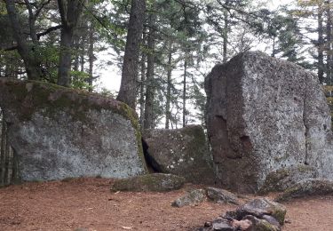 Tocht Stappen Ribeauvillé - Le Taennchel à partir du Schelmenkopf - Photo