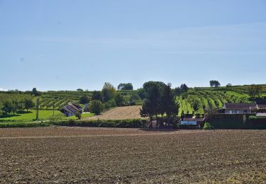 Tocht Te voet Gemeinde Atzenbrugg - Trasdorfrunde - Photo