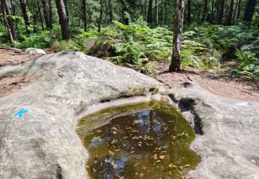 Tocht Stappen Fontainebleau - Barbizon sentier Denecourt 6 ouest - 6-6 - Photo