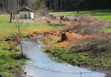 Percorso A piedi Faßberg - Südheide 'Wo der Wald mit der Heide kuselt' W2k (kurze Tour) - Photo