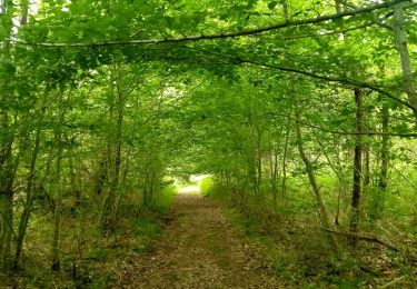 Tour Wandern Lanquais - Lanquais 9,1km - Photo