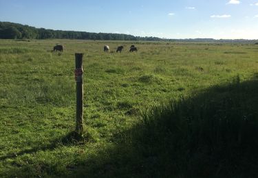 Randonnée Marche Rivière-Saas-et-Gourby - Les Barthes Rivière-Saas-et-Gourby  - Photo