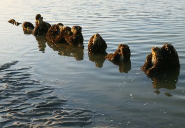 Tour Wandern Cucq - Stella plage  Epave - Photo