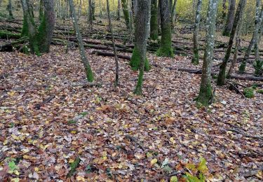 Tour Wandern Challex - trompettes  - Photo