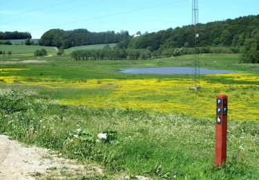 Tour Zu Fuß  - Sporet ved Mesing Sønderskov - Photo