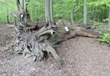 Percorso A piedi Sconosciuto - Rundwanderweg Pilz - Photo