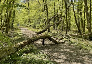 Excursión Senderismo Jussy - 13209611-Jussy-Grand Tour des Bois - Photo