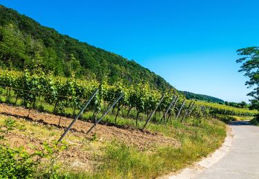 Randonnée A pied Forst an der Weinstraße - Wachenheim Rundweg Nr. 6 - Photo