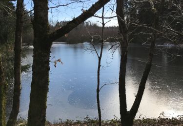 Trail Walking Libin - GR des Abbayes km - Photo