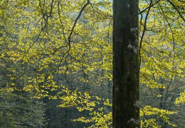 Tour Zu Fuß Urrotz - SL-NA 7 Leurtzako ibilbidea - Photo