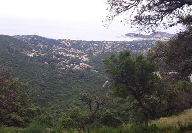 Trail Walking Cogolin - les hauts de Cavalaire - Photo