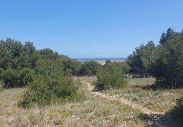 Trail Walking Gruissan - gruissan port a l'île st Martin - Photo