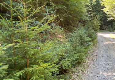 Trail Walking Saint-Sauveur-Camprieu - Camprieu Peyre mâle - Photo