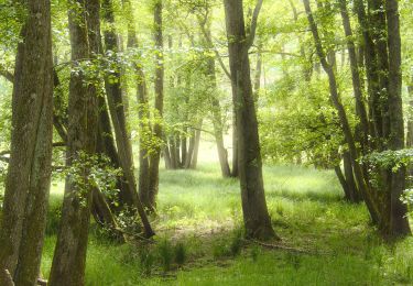 Percorso A piedi Baerenthal - Green ring - Photo