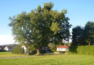 Trail On foot Gemeinde Purgstall an der Erlauf - Weg des Friedens - Photo