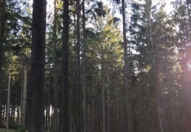 Trail Walking Gouvy - ciereux  - Photo