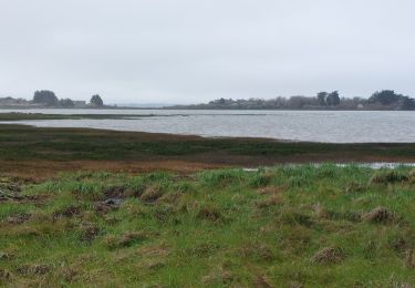 Tocht Stappen Séné - PR_56_Sene_IA_09_Sentier-Des-Gabelous_Circuit1b_20240311 - Photo