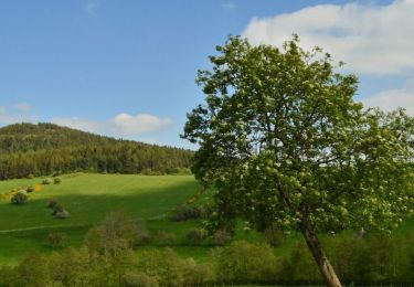 Trail Walking Saulzet-le-Froid - Saulzet_Froid_Puy_Montenard - Photo