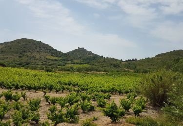 Trail Bicycle tourism Leucate - Leucate - Cucugnan - Photo