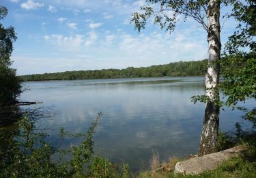 Excursión Senderismo Le Perray-en-Yvelines - Etang de Hollande - Photo