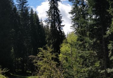 Percorso Marcia Arâches-la-Frasse - les Carroz, tête de Saix boucle - Photo